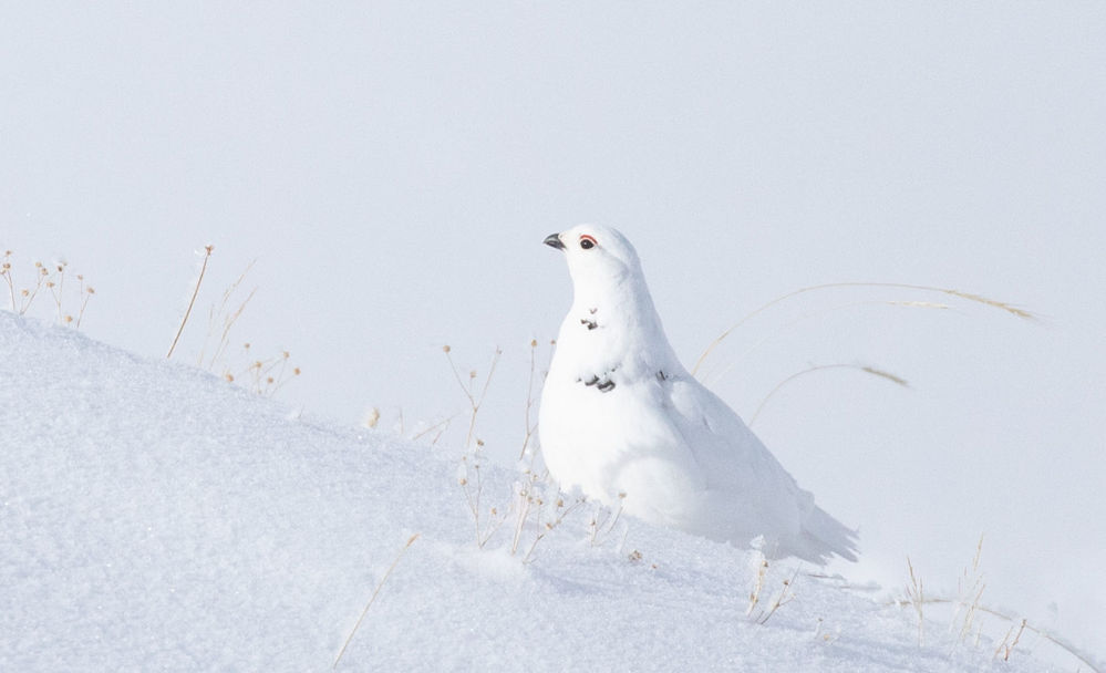 White-tailed Ptarmigan © Erik Bruhnke
